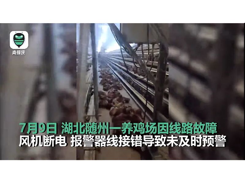 4000只雞被熱死！湖北養(yǎng)雞場停電故障給我們的啟示