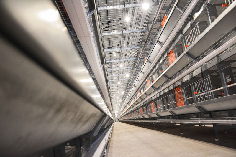 使用12層大規(guī)模產(chǎn)業(yè)養(yǎng)雞有什么好處？