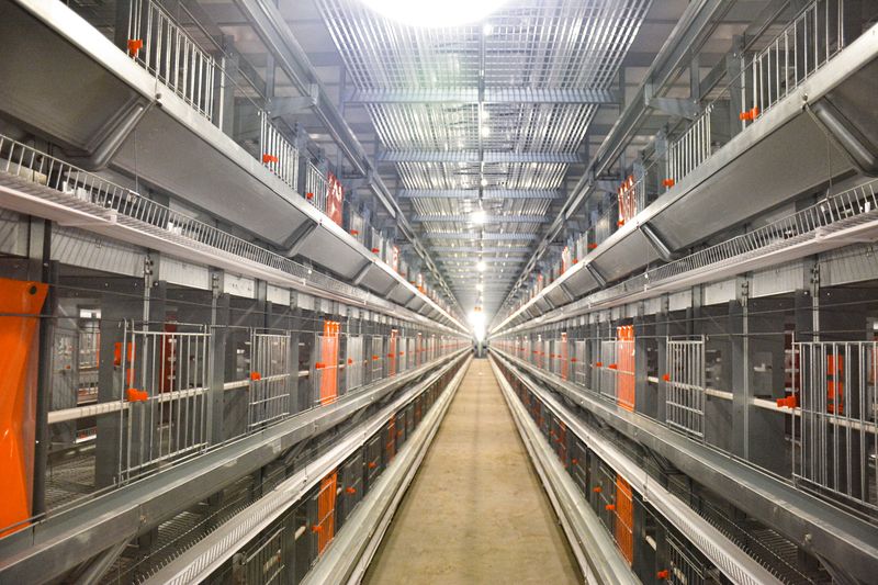 自動(dòng)化養(yǎng)雞設(shè)備為養(yǎng)雞業(yè)帶來(lái)革命性變革