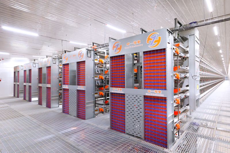 全自動化養(yǎng)雞設備引領農業(yè)現(xiàn)代化