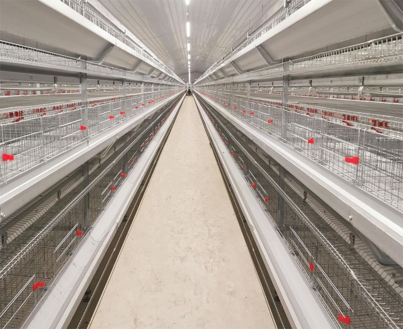 超高層疊養(yǎng)雞是一種什么飼養(yǎng)方式？