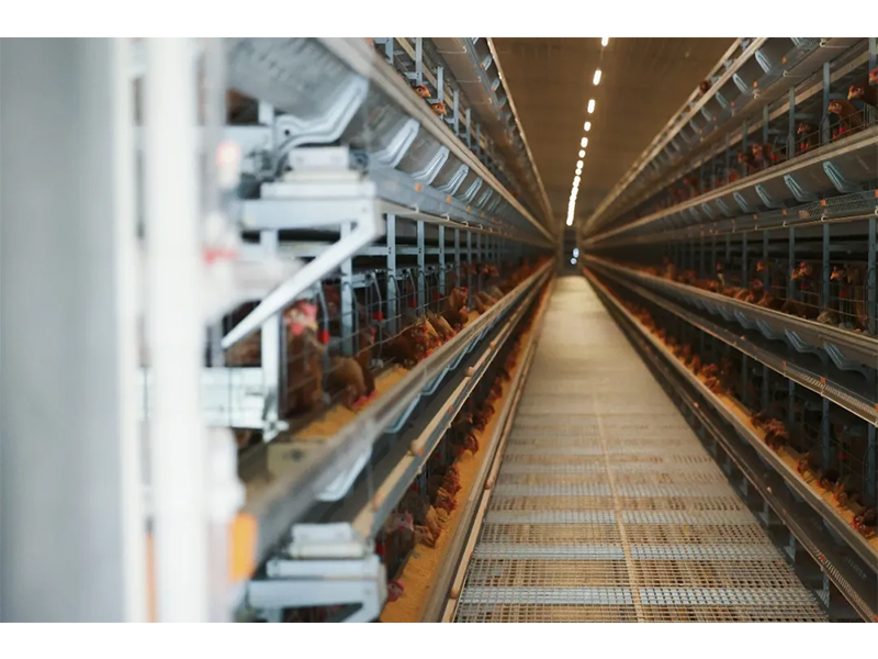 規(guī)模養(yǎng)雞場如何防范和應(yīng)對雷暴大風(fēng)等強(qiáng)對流天氣？