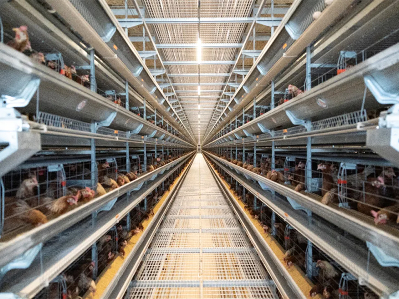 秋季養(yǎng)雞，如何做好雞舍的通風(fēng)管理工作？